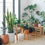 Several indoor plants shown in this picture.