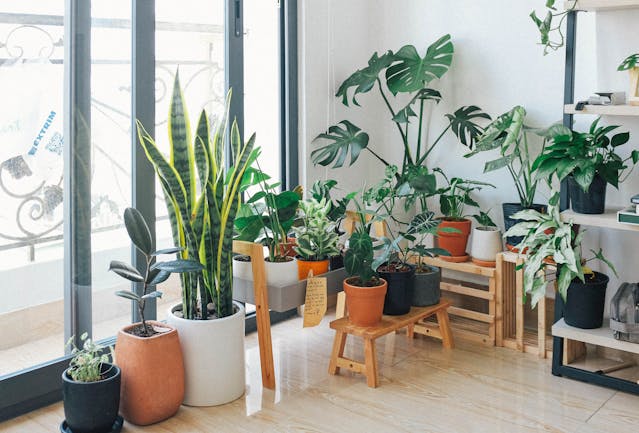 Several indoor plants shown in this picture.