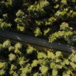 Aerial View of Forest Road in Kintzheim, France