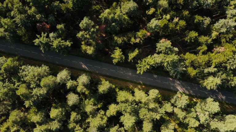 Aerial View of Forest Road in Kintzheim, France